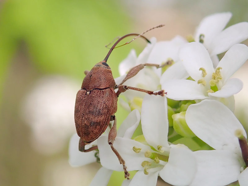 Curculionidae: Curculio quale?  Curculio glandium